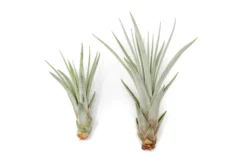 Air Plant Supply Store -Air Plant Supply Store Air Plant Tillandsia Fasciculata Reg Large 1 96dc086d 5e98 474f 87ed 5ec04c75ccda scaled