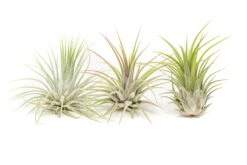 Large Tillandsia Ionantha Guatemala Air Plants -Air Plant Supply Store Air Plant Tillandsia Ionantha Guatemala 2