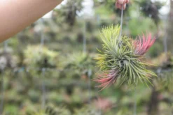 Tillandsia Ionantha Rubra Hanging Clusters With Hook For Hanging -Air Plant Supply Store Air Plant Tillandsia Ionantha Rubra Cluster Clump scaled