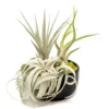 Large Fully Assembled Air Plant Bowl Garden