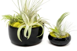 Large Fully Assembled Air Plant Bowl Garden -Air Plant Supply Store Air Plant Tillandsia Large Black Glazed Terracotta Pot Dish 13 scaled