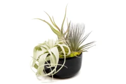 Large Fully Assembled Air Plant Bowl Garden -Air Plant Supply Store Air Plant Tillandsia Large Black Glazed Terracotta Pot Dish 2 scaled