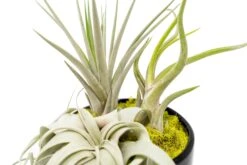 Large Fully Assembled Air Plant Bowl Garden -Air Plant Supply Store Air Plant Tillandsia Large Black Glazed Terracotta Pot Dish 3