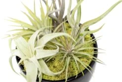 Large Fully Assembled Air Plant Bowl Garden -Air Plant Supply Store Air Plant Tillandsia Large Black Glazed Terracotta Pot Dish 5