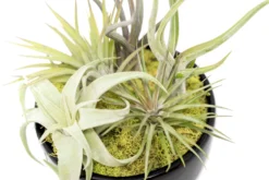 Large Fully Assembled Air Plant Bowl Garden -Air Plant Supply Store Air Plant Tillandsia Large Black Glazed Terracotta Pot Dish 5 scaled