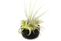Large Fully Assembled Air Plant Bowl Garden -Air Plant Supply Store Air Plant Tillandsia Large Black Glazed Terracotta Pot Dish 6 scaled