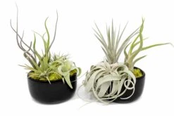 Large Fully Assembled Air Plant Bowl Garden -Air Plant Supply Store Air Plant Tillandsia Large Black Glazed Terracotta Pot Dish 8