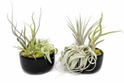Large Fully Assembled Air Plant Bowl Garden -Air Plant Supply Store Air Plant Tillandsia Large Black Glazed Terracotta Pot Dish 8 scaled