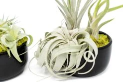 Large Fully Assembled Air Plant Bowl Garden -Air Plant Supply Store Air Plant Tillandsia Large Black Glazed Terracotta Pot Dish 9