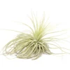 Tillandsia Magnusiana Air Plants