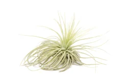Tillandsia Magnusiana Air Plants