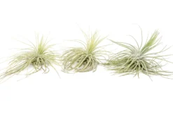 Tillandsia Magnusiana Air Plants -Air Plant Supply Store Air Plant Tillandsia Magnusiana 3 scaled