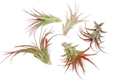 Large Tillandsia Red Abdita Air Plants / 5-6 Inch Plants -Air Plant Supply Store Air Plant Tillandsia Red Abdita Large 2 scaled