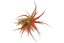 Large Tillandsia Red Abdita Air Plants / 5-6 Inch Plants -Air Plant Supply Store Air Plant Tillandsia Red Abdita Large 6 scaled