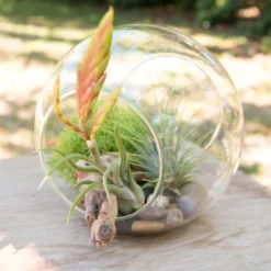Educational DIY Terrarium Kit With Caput Medusa, Ionantha And Downloadable Lesson Plan + Activities