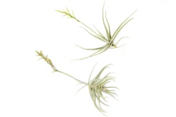 Tillandsia Streptocarpa Air Plants