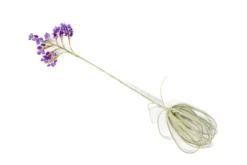 Air Plant Supply Store -Air Plant Supply Store Air Plant Tillandsia Streptocarpa 1 scaled