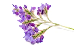 Tillandsia Streptocarpa Air Plants -Air Plant Supply Store Air Plant Tillandsia Streptocarpa 2 scaled