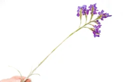 Tillandsia Streptocarpa Air Plants -Air Plant Supply Store Air Plant Tillandsia Streptocarpa 3 scaled