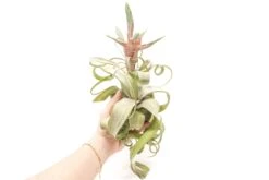 SALE - Tillandsia Streptophylla Air Plants - Set Of 3 Or 6 - 30% Off -Air Plant Supply Store Air Plant Tillandsia Streptophylla Jumbo Bloom Hand