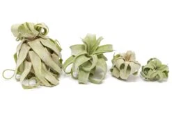 SALE - Tillandsia Streptophylla Air Plants - Set Of 3 Or 6 - 30% Off -Air Plant Supply Store Air Plant Tillandsia Streptophylla Pure Curly 1