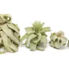 Tillandsia Streptophylla Air Plants - Multiple Sizes