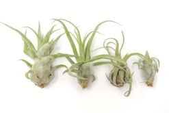 SALE - Tillandsia Streptophylla Air Plants - Set Of 3 Or 6 - 30% Off -Air Plant Supply Store Air Plant Tillandsia Streptophylla Pure Open 1