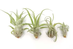Tillandsia Streptophylla Air Plants - Multiple Sizes -Air Plant Supply Store Air Plant Tillandsia Streptophylla Pure Open 1 d57a0ef1 039f 428a 9e3f a69976fbe2c6 scaled