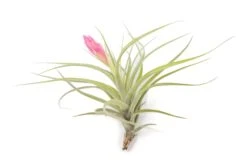 [IN BLUSH NOW!] Tillandsia Stricta 'Green' Hybrid Air Plants -Air Plant Supply Store Air Plant Tillandsia Stricta Hybrid 1 46c4faef 748a 47d9 88b0 854342891192