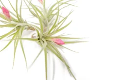 [IN BLUSH NOW!] Tillandsia Stricta 'Green' Hybrid Air Plants -Air Plant Supply Store Air Plant Tillandsia Stricta Hybrid 2 cf6a463e d79b 495b b00c 04e03361b59c scaled