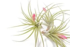 [IN BLUSH NOW!] Tillandsia Stricta 'Green' Hybrid Air Plants -Air Plant Supply Store Air Plant Tillandsia Stricta Hybrid 3 e454fa12 c78e 4549 b199 2cbbbccd954e