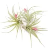 [IN BLUSH NOW!] Tillandsia Stricta 'Green' Hybrid Air Plants