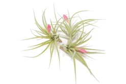 [IN BLUSH NOW!] Tillandsia Stricta 'Green' Hybrid Air Plants