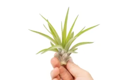 SALE - Large Tillandsia Velutina Air Plants - Set Of 5 Or 10 - 50% Off 5 SALE - Large Tillandsia Velutina Air Plants - Set Of 5 Or 10 - 50% Off -Air Plant Supply Store Air Plant Tillandsia Velutina 1 146cf207 9a3f 4c10 a57f 93630f63483b scaled