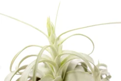 Large Tillandsia Xerographica / 6-8 Inches Wide -Air Plant Supply Store Air Plant Tillandsia Xerographica Bloom 1 1 scaled