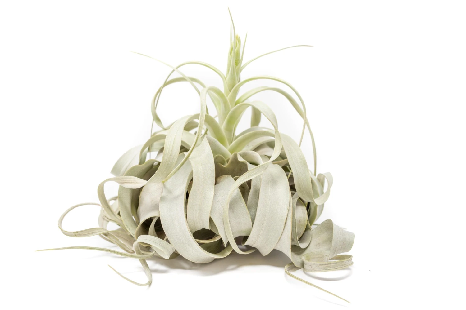 SALE - Spectacular Jumbo Tillandsia Xerographica - Set Of 3 Or 6 - 40% Off 2 SALE - Spectacular Jumbo Tillandsia Xerographica - Set Of 3 Or 6 - 40% Off - Image 2