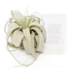 Large Tillandsia Xerographica + 1 Year Air Plant Fertilizer Pack