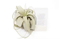 Large Tillandsia Xerographica + 1 Year Air Plant Fertilizer Pack