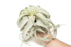 Large Tillandsia Xerographica / 6-8 Inches Wide -Air Plant Supply Store Air Plant Tillandsia Xerographica Large 1 scaled