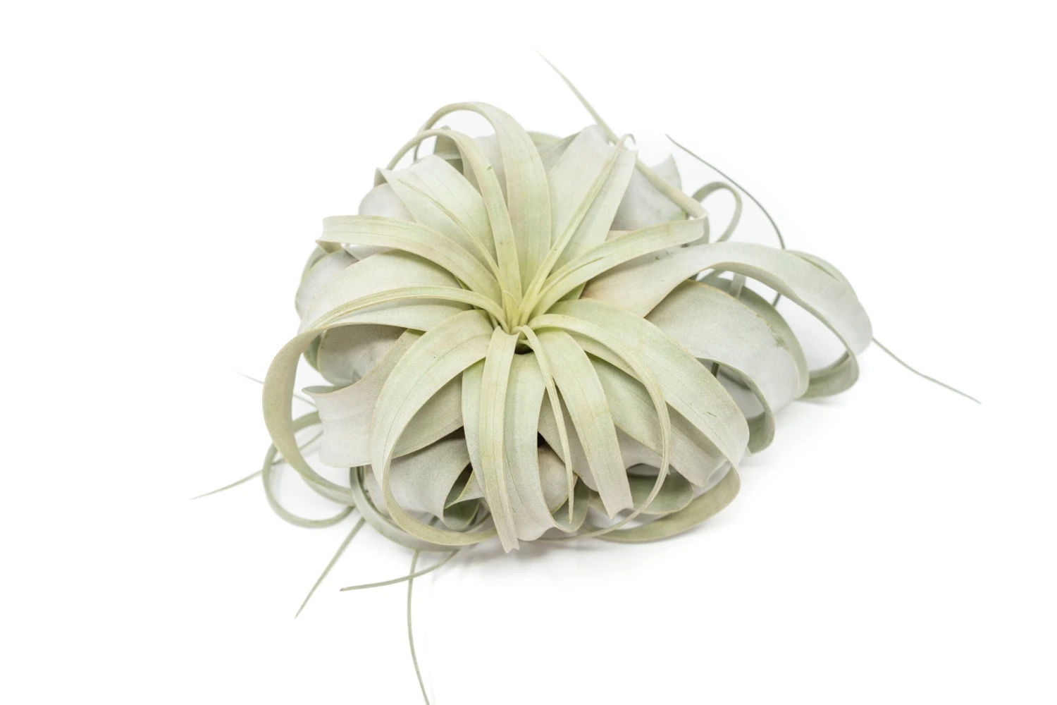 SALE - Large Tillandsia Xerographica - Set Of 3 Or 6 Air Plants - 40% Off 4 SALE - Large Tillandsia Xerographica - Set Of 3 Or 6 Air Plants - 40% Off - Image 4