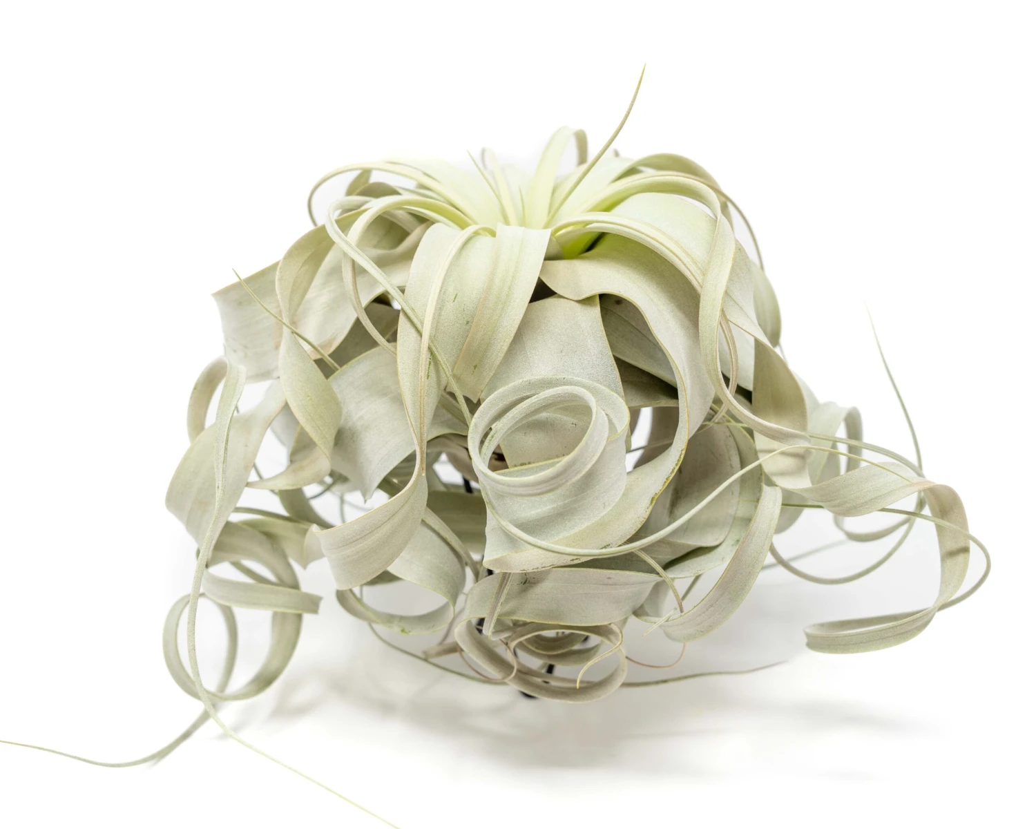Special Curly Tillandsia Xerographica - Limited Quantities / 6-8 Inches Wide 3 Special Curly Tillandsia Xerographica - Limited Quantities / 6-8 Inches Wide - Image 3