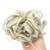 Medium Tillandsia Xerographica Air Plant / 5-6 Inches Wide
