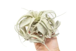 Air Plant Supply Store -Air Plant Supply Store Air Plant Tillandsia Xerographica Medium 1 5d510e03 975d 4a45 ae7f 7ebbfb36d606 scaled