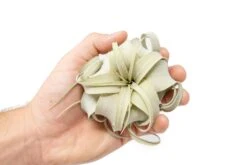 Tillandsia Xerographica Seedling - 2-4 Inches Wide - Help Support Sustainable Farming -Air Plant Supply Store Air Plant Tillandsia Xerographica Seedling 2