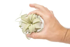 Tillandsia Xerographica Seedling - 2-4 Inches Wide - Help Support Sustainable Farming 5 Tillandsia Xerographica Seedling - 2-4 Inches Wide - Help Support Sustainable Farming -Air Plant Supply Store Air Plant Tillandsia Xerographica Seedling 3 4c0726ec 8942 40c9 8b32 3066bf8d7d43 scaled