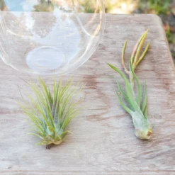 Educational DIY Terrarium Kit With Caput Medusa, Ionantha And Downloadable Lesson Plan + Activities -Air Plant Supply Store Air Plant Tillansia Stay Home2 scaled