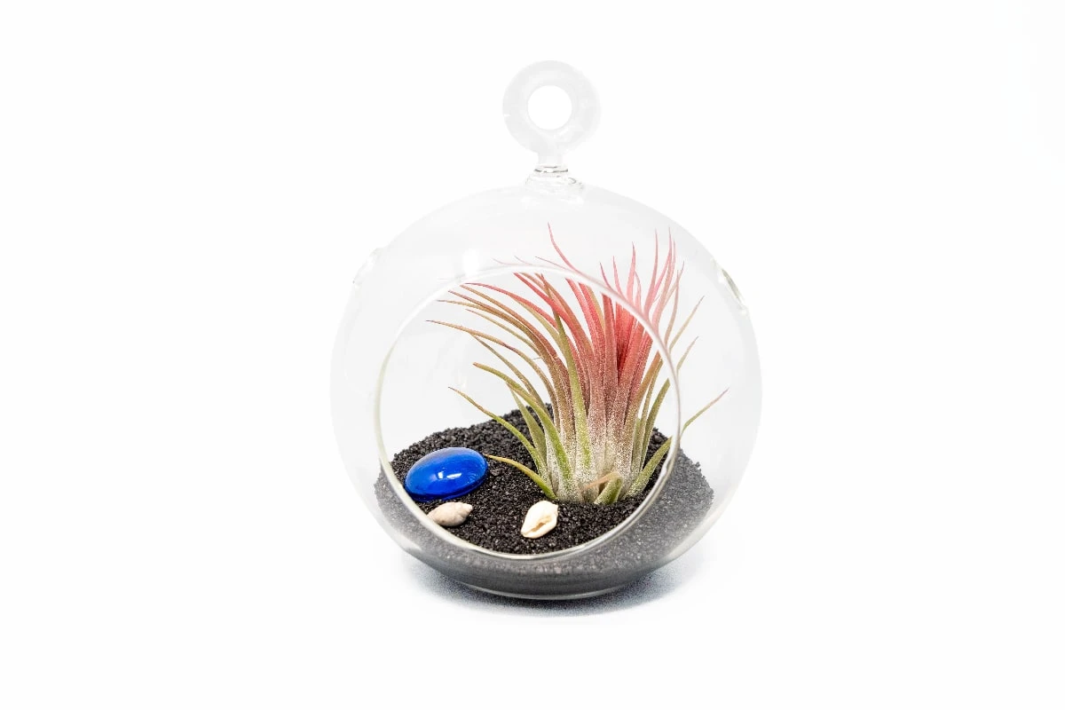 Beach Terrarium In Flat Bottom Globe With Black Sand And Tillandsia Ionantha 1 Beach Terrarium In Flat Bottom Globe With Black Sand And Tillandsia Ionantha