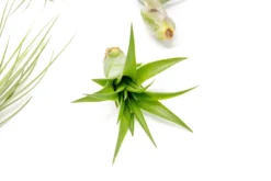 SALE - The Elegant Collection Of Tillandsia Air Plants - Set Of 10, 20, Or 30 - 60% Off 9 SALE - The Elegant Collection Of Tillandsia Air Plants - Set Of 10, 20, Or 30 - 60% Off -Air Plant Supply Store Classic Collection Tillandsia Abdita 2 b14dec69 5937 4e48 a032 10a7c09d9de8 scaled