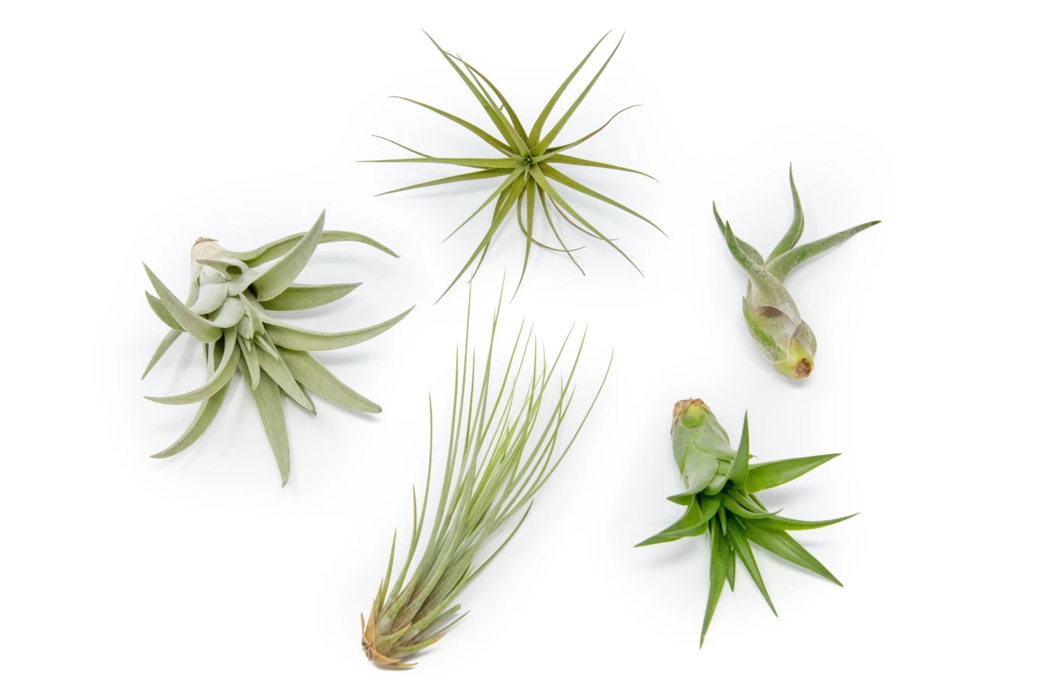 SALE - The Elegant Collection Of Tillandsia Air Plants - Set Of 10, 20, Or 30 - 60% Off 2 SALE - The Elegant Collection Of Tillandsia Air Plants - Set Of 10, 20, Or 30 - 60% Off - Image 2