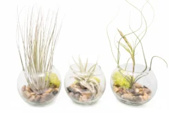 Complete Bubble Trio Terrariums With Tillandsia Juncea, Butzii, And Harrisii Air Plants